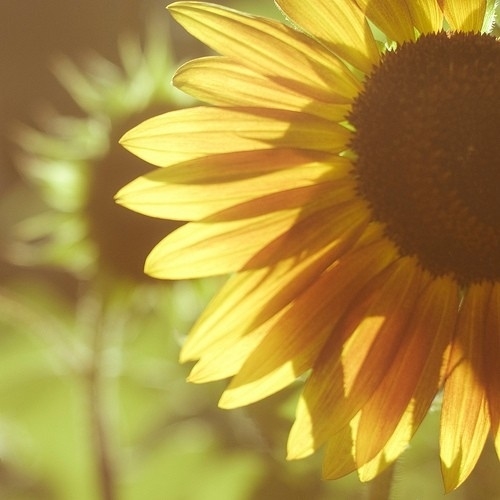31654-Vintage-Sunflower
